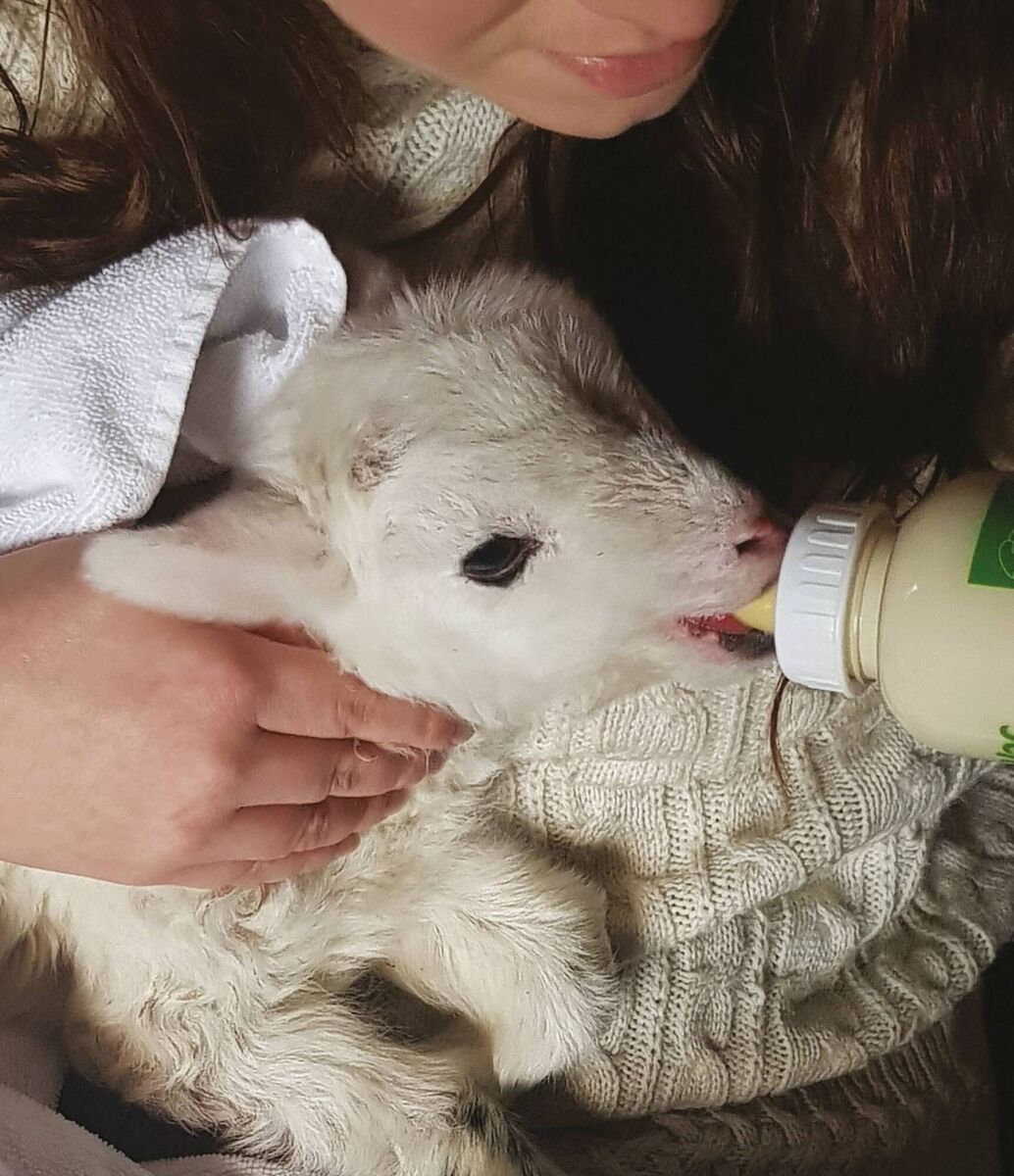 Lesley caring for Bixby the lamb. For a few fragile and fleeting days, Bixby thrives under their care and attention.