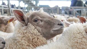 <p>Suppliers of larger numbers are reporting prices of up to 980–990c/kg for well-finished hoggets this week.</p>