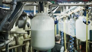 <p>A high TBC in milk rarely has just one cause — more often it’s a combination of hygiene, cooling, and equipment issues.</p>