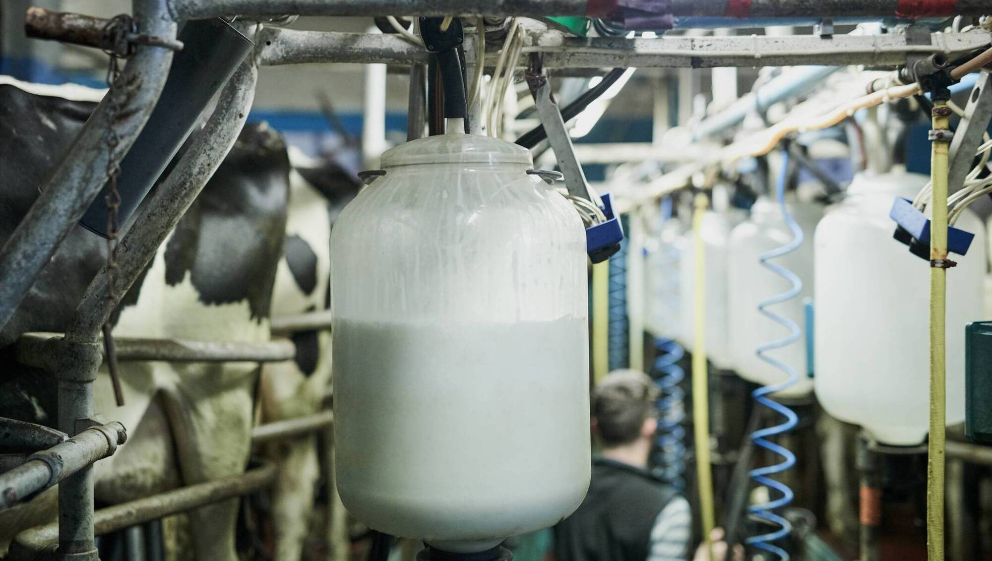 High TBC? Here’s how to track down the cause on your dairy farm