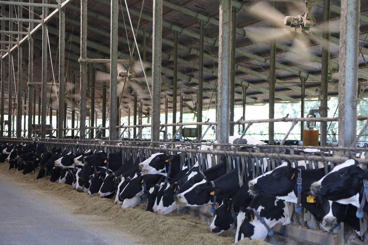 The Grugni farm in Cervignano d'Adda, about 20km south of Milan, where modern stalls   improve ventilation and mitigate the heat for cattle. The 2025 heatwave in Italy caused a significant drop in milk production, decreasing outputs by 10% on average, with some farms reporting up to 15% reduction. Picture: Michele Luigi Edoardo Novaga/Getty