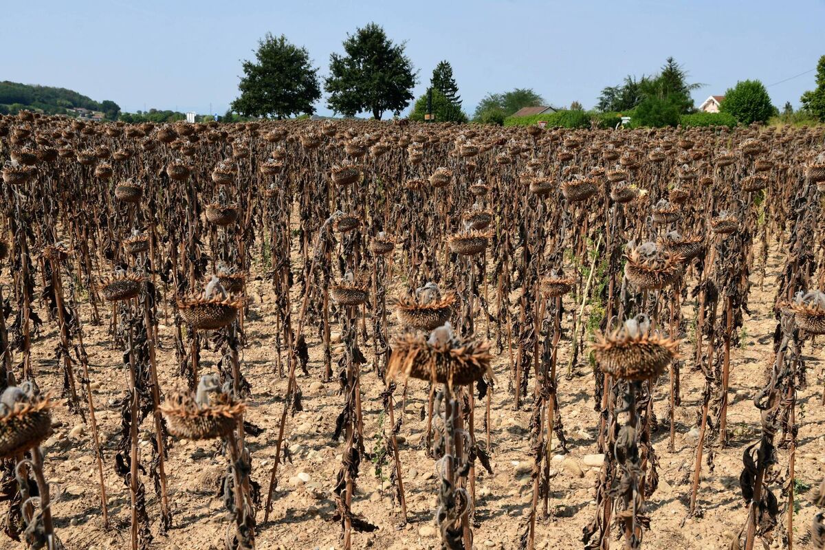 Severe drought  devastated sunflower fields in Bougé-Chambalud, France in 2025. Despite their resilience to heat, the crops withered under relentless conditions. Picture: Romain Doucelin/Getty