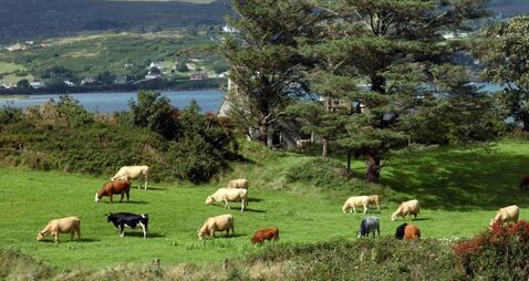 Tirlán sales up 10% as milk supply surges