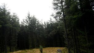 <p>The Sitka Spruce has faced significant criticism for its effect on Ireland’s native ecology, notably in its tendency to overly acidify the soil in which it grows — thus negatively affecting waterways — and its inability to support native wildlife. File picture: Larry Cummins</p>