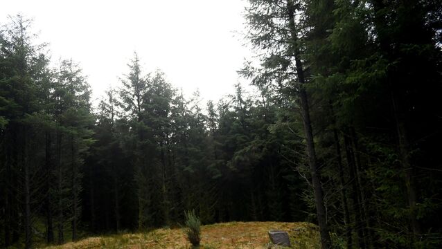 <p>The Sitka Spruce has faced significant criticism for its effect on Ireland’s native ecology, notably in its tendency to overly acidify the soil in which it grows — thus negatively affecting waterways — and its inability to support native wildlife. File picture: Larry Cummins</p>