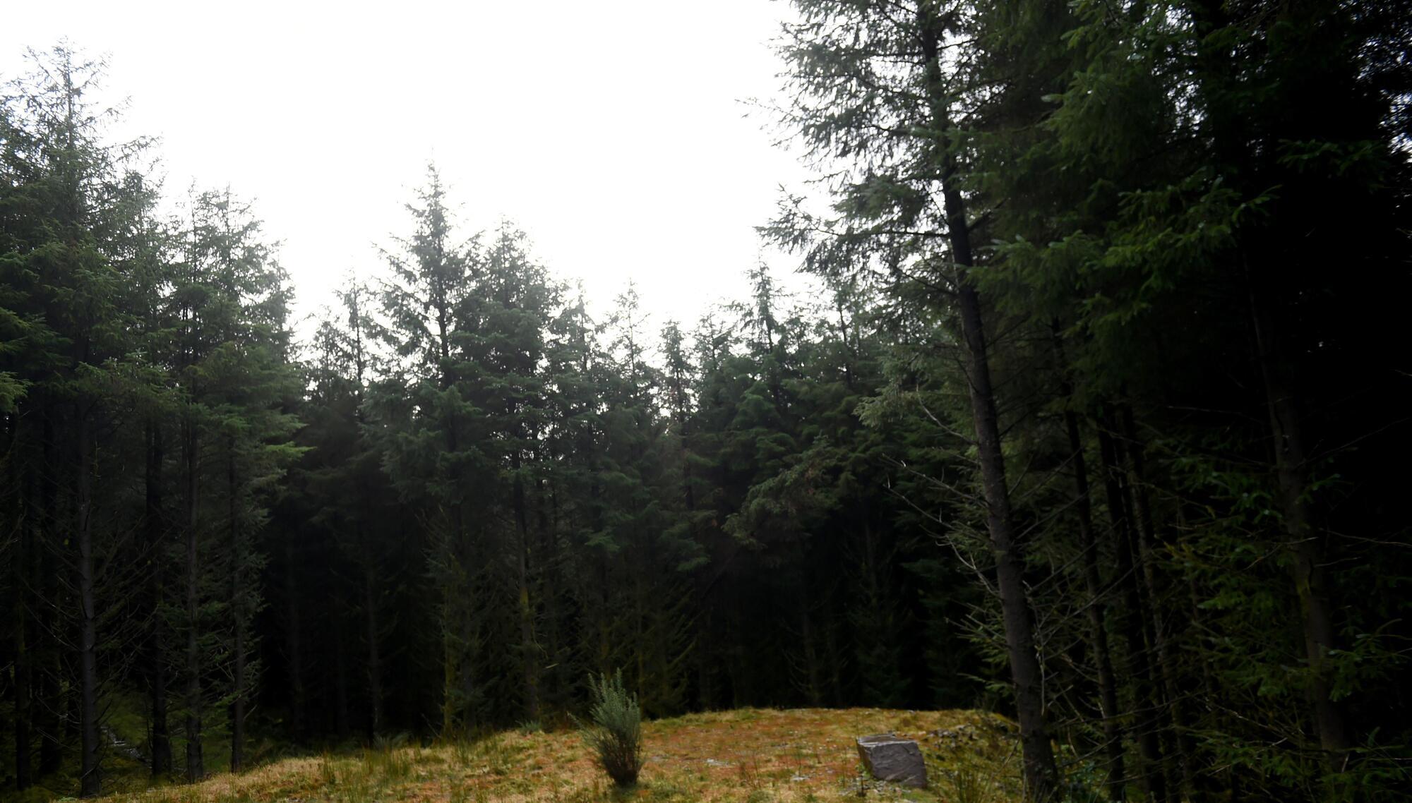Department has no control over school book about tree that doesn't sustain Ireland's ecology