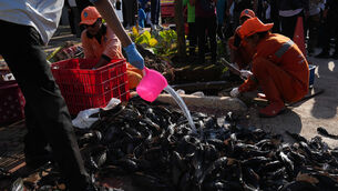 The fish are being killed and buried during a campaign to remove the invasive species from the city’s rivers, canals and water reservoirs (AP)