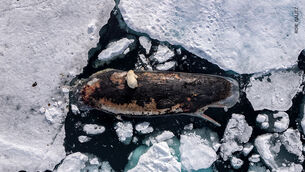 Feud between Trump and the Pope Leo is much more than just a clash of personalities