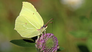 <p>The shape and pattern of the brimstone butterfly’s wings look uncannily like a leaf, and their sulphur yellow colouring is excellent camouflage among freshly emerging, spring green leaves where they like to linger. Brimstone as a name is thought to come from the association of sulphur with the fires of hell.	<span class="contextmenu emphasis CaptionCredit">Picture: Nick Edge/PA</span>
            </p>