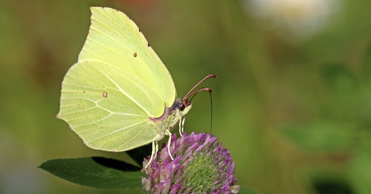Solar power: Sunny April weather sees butterflies take flight