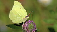 Solar power: Sunny April weather sees butterflies take flight
