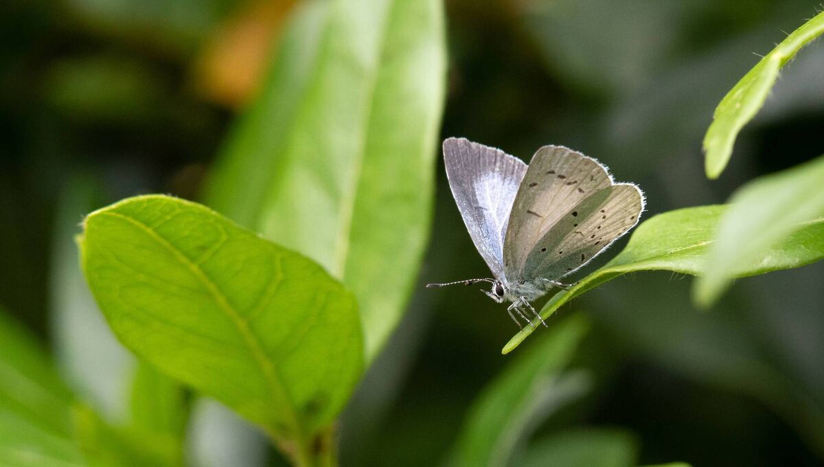 The holly blue's shimmering blue wings are eye-catching, though it’s a relatively small little butterfly. Picture: iStock