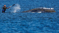Further development of the humpback whale in the Baltic Sea