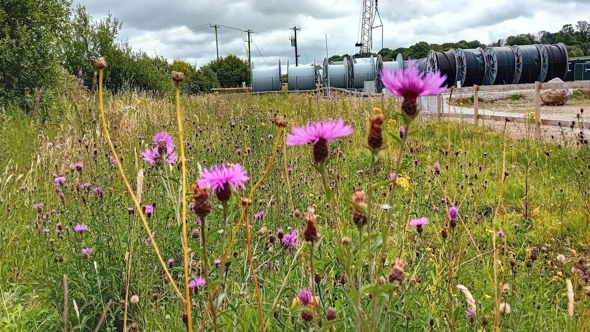 Greater Knapweed at the Ballyadam converter station in east Cork. EirGrid moved the threatened plants out of the working area to a permanent meadow section on the site. Greater Knapweed at the Ballyadam converter station in east Cork. EirGrid moved the threatened plants out of the working area to a permanent meadow section on the site.