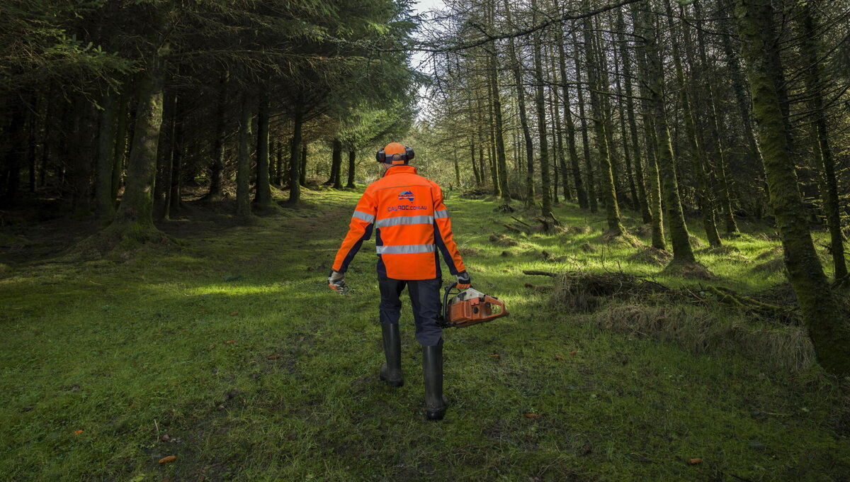  Former forestry minister Michael Healy-Rae about to cut logs in his own forestry near Kilgarvan, Co Kerry. Mr Healy-Rae wrote the foreword for the children's story on Sitka spruce. Picture: Don MacMonagle