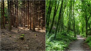 <p>Left: About 300,000 hectares of Irish land is covered in a vast monocultural desert consisting of millions of tightly packed Sitka spruce trees. Right: A forest is a complex ecosystem comprising thousands of species operating in an intricate web of interdependence. </p>