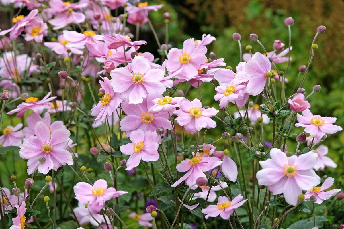 Hybrid Japanese anemone 'Queen Charlotte' in flower: 'Don't be fooled by he pretty pink blooms, as soon as you plant the autumn anemone your garden is no longer your own,' according to Peter Dowdall. File picture