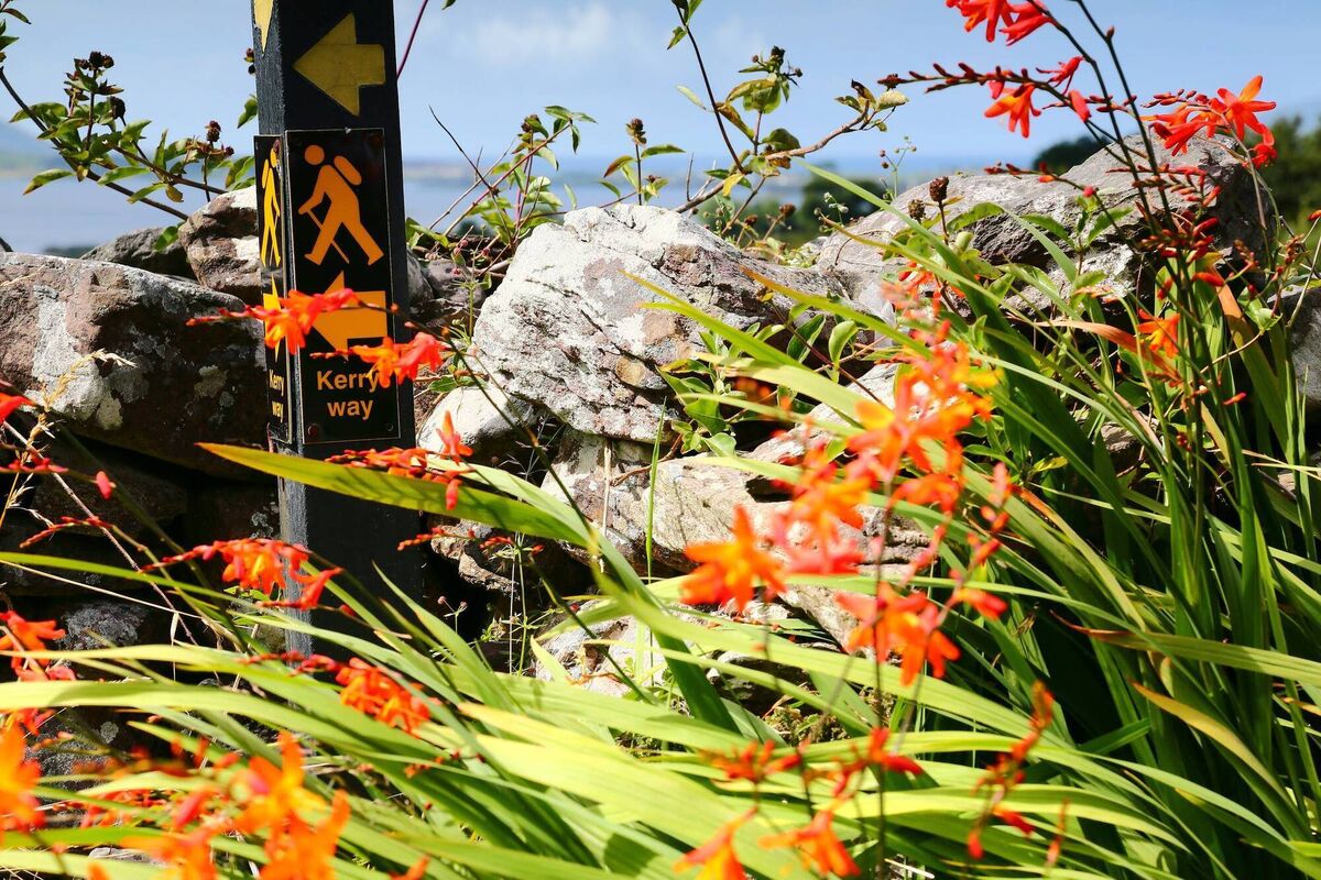 Crocosmia, seen here growing in Kerry, was originally a French-bred ornamental hybrid. Fle picture