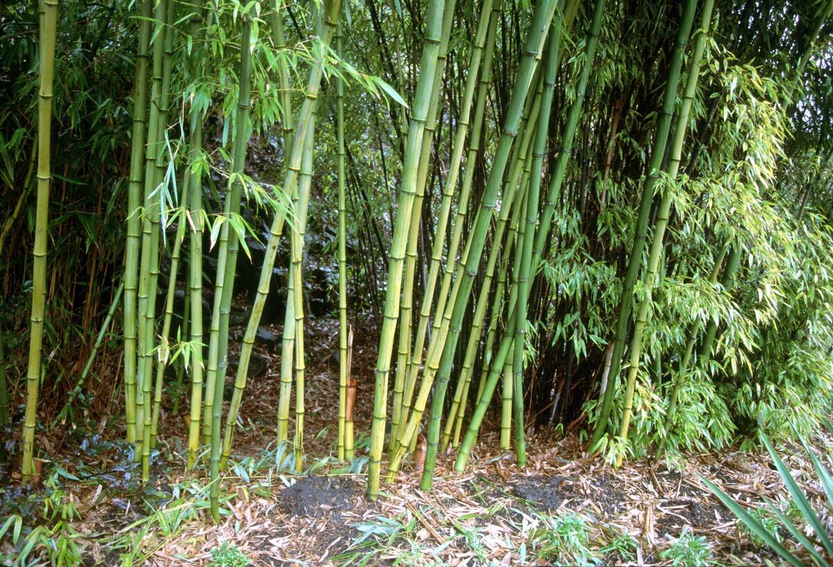 Phyllostachys or babmboos have genuine architectural appeal. But they can also also spread far, by underground rhizomes, says Peter Dowdall. File picture