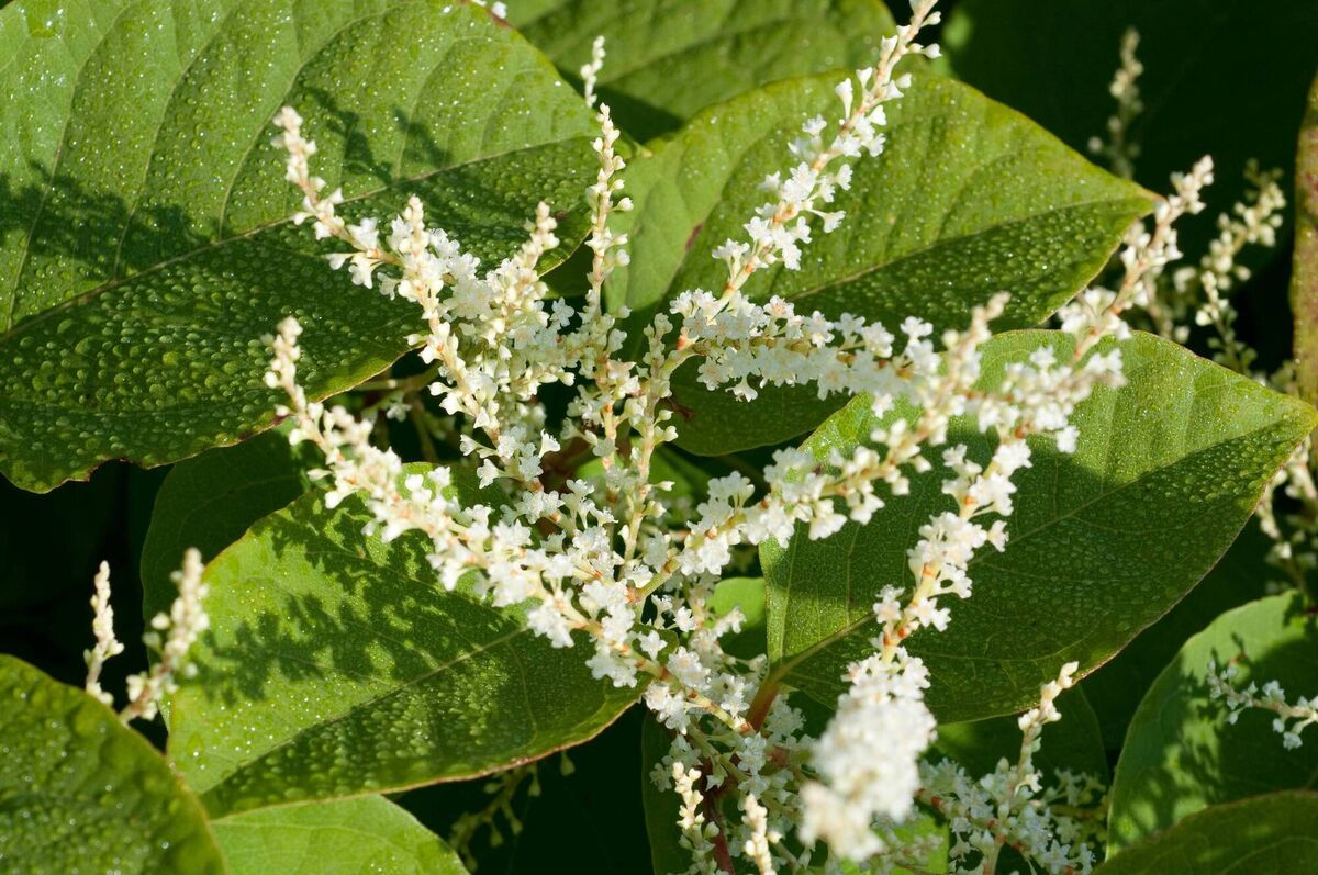 Japanese knotweed.