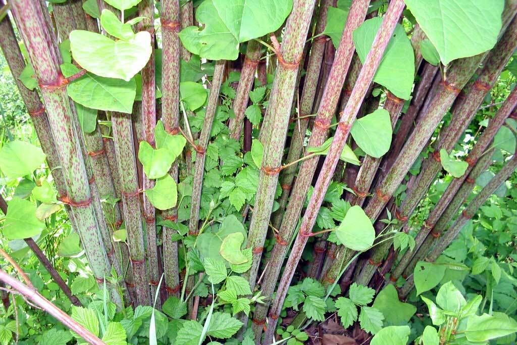 Japanese knotweed.