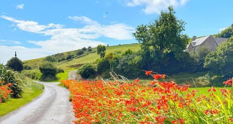 Hedgerow of wild Montbretia on the Wild Atlantic Way West Cork Ireland.