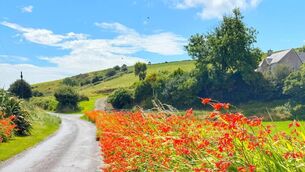 <p>Hedgerow of wild montbretia in West Cork. The plant we see growing in Ireland was originally an ornamental hybrid created in 1879, a cross between two South African species. File picture</p>