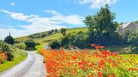 Hedgerow of wild Montbretia on the Wild Atlantic Way West Cork Ireland.