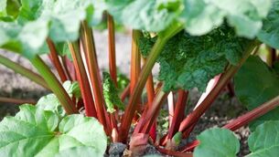 <p>Off with its head: When a rhubarb grows a flower spike, it can be detrimental to the harvest, says Peter Dowdall. File picture</p>