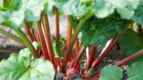 Garden Q&A: My rhubarb has thrown up a flower spike. Should I cut it off?