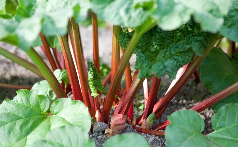 Garden Q&A: My rhubarb has thrown up a flower spike. Should I cut it off?