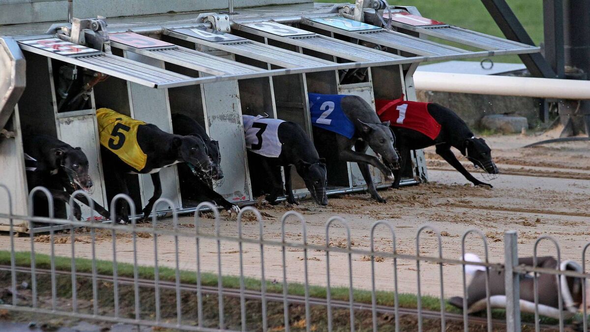 Missing dogs tell a different story of greyhound welfare