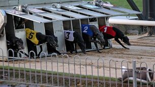 <p>
                <span data-contrast="none" lang="EN-GB" xml:lang="EN-GB">It appears that many of the thousands of dogs noted as being ‘active’ on the traceability system, but that weren’t showing up on the </span>
                <span data-contrast="none" lang="EN-GB" xml:lang="EN-GB">race management system</span>
                <span data-contrast="none" lang="EN-GB" xml:lang="EN-GB">, were in fact dead after all. File p</span>icture: Jim Coughlan</p>