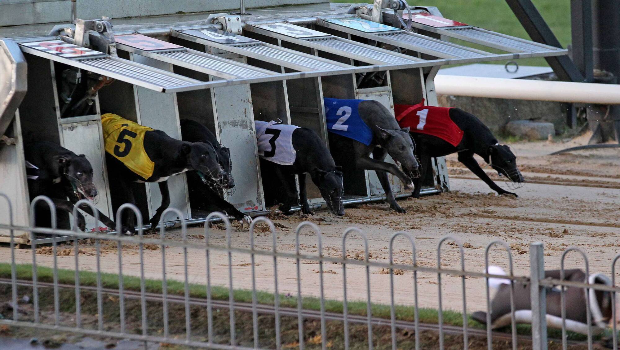 Missing dogs tell a different story of greyhound welfare