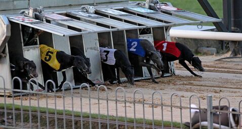 Missing dogs tell a different story of greyhound welfare