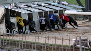 <p>
                <span data-contrast="none" lang="EN-GB" xml:lang="EN-GB">It appears that many of the thousands of dogs noted as being ‘active’ on the traceability system, but that weren’t showing up on the </span>
                <span data-contrast="none" lang="EN-GB" xml:lang="EN-GB">race management system</span>
                <span data-contrast="none" lang="EN-GB" xml:lang="EN-GB">, were in fact dead after all. File p</span>icture: Jim Coughlan</p>