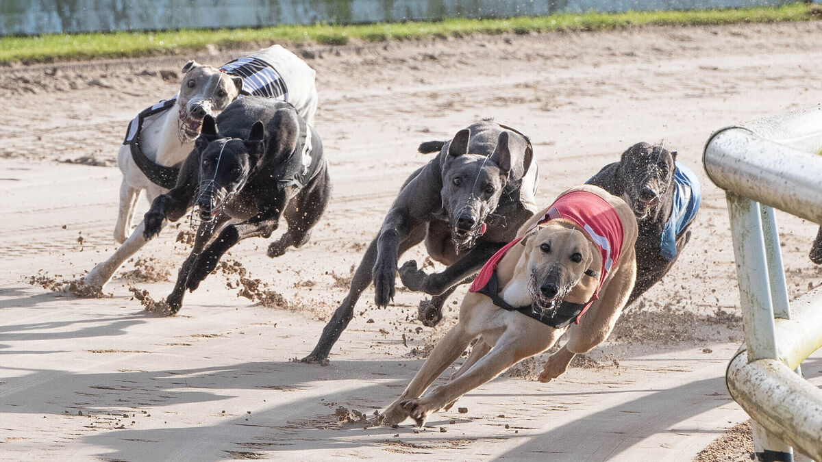 GRI ‘fully satisfied’ with accuracy of racing dog traceability system
