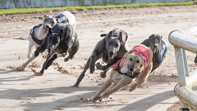 <p>Nuala Donlon of greyhound welfare advocates Greyhound Action Ireland said that not integrating the two systems amounted to a serious 'design failure'. File Picture: Howard Crowdy</p>