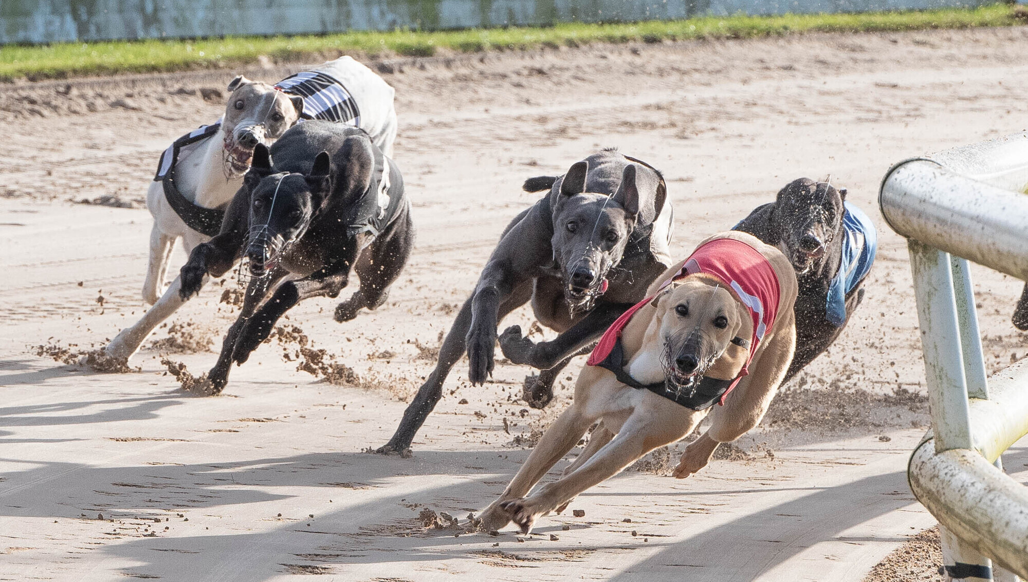 GRI ‘fully satisfied’ with accuracy of racing dog traceability system