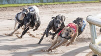 Third-level course sponsored by Greyhound Racing Ireland branded as 'cynical' 