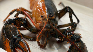 The rare two-coloured lobster has been donated to a science centre (Shannon Keresey/Wellfleet Shellfish Company via AP)