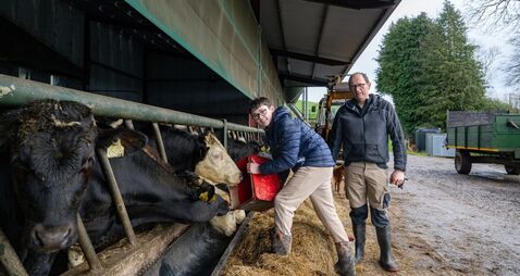Signpost: Counting stars at Denis Hickey's Midleton calf-rearing unit