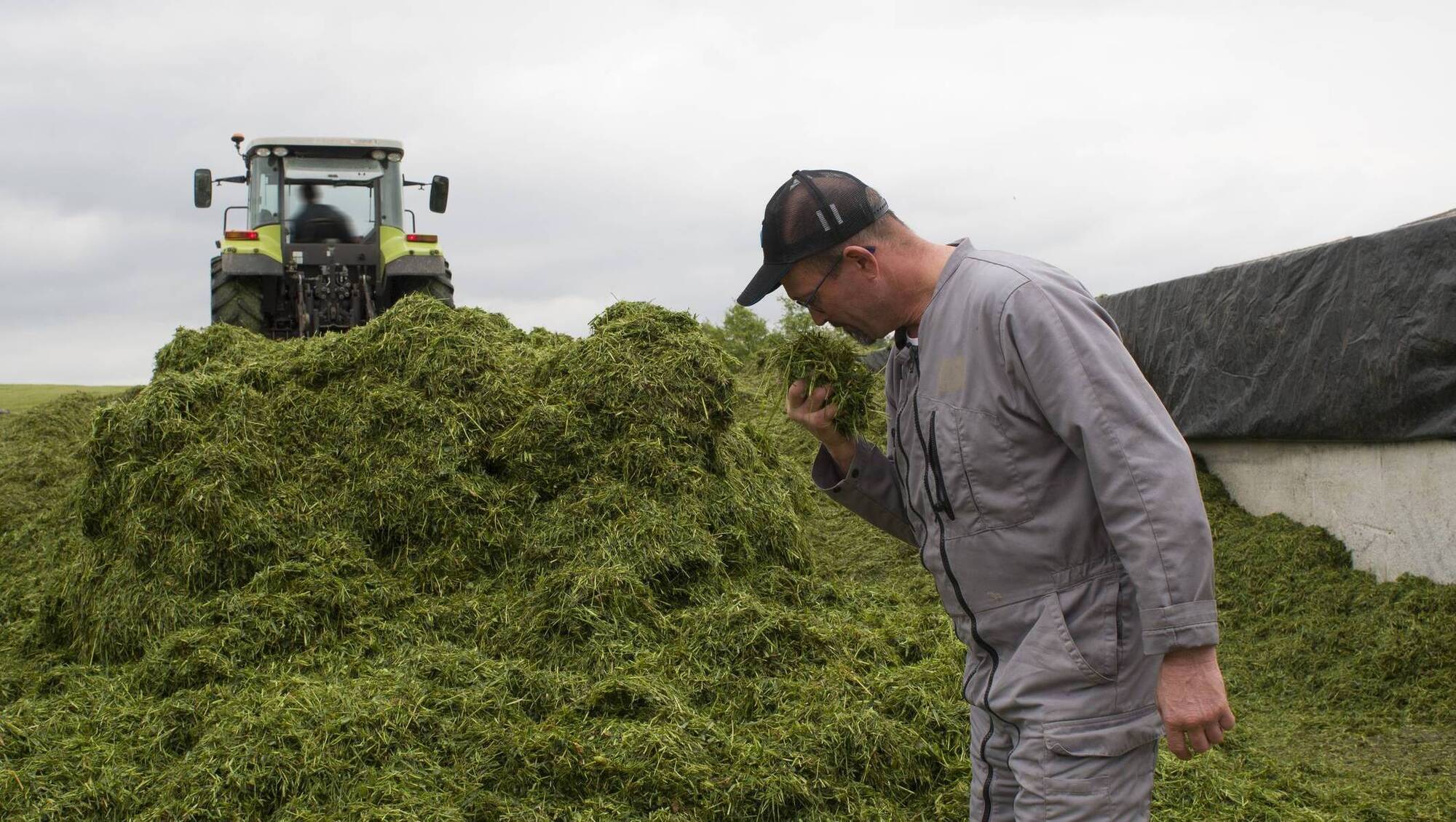 Cutting corners on silage a false economy in high-cost year
