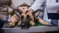 Veterinarian examining German Shepherd Dog