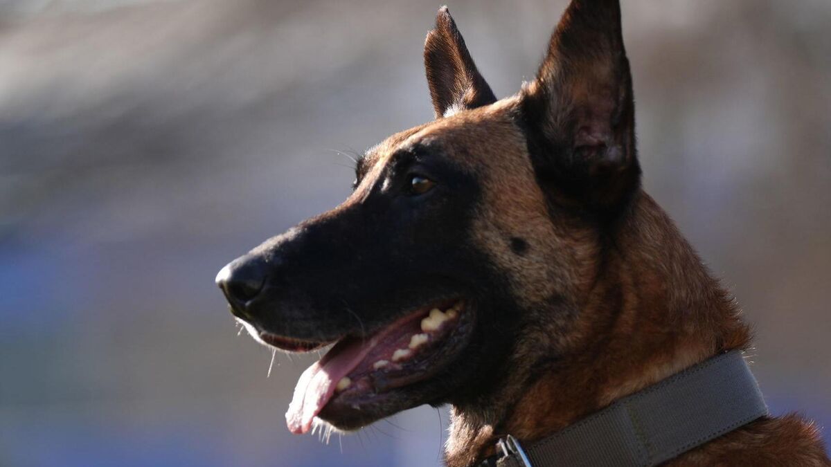 Garda bitten on face by Belgian Malinois while searching for drug dealer