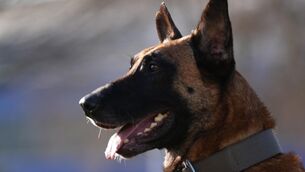 <p>A Belgian Malinois</p>