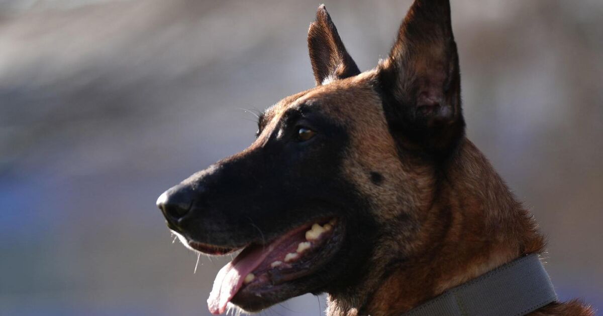 Garda bitten on face by Belgian Malinois while searching for drug dealer