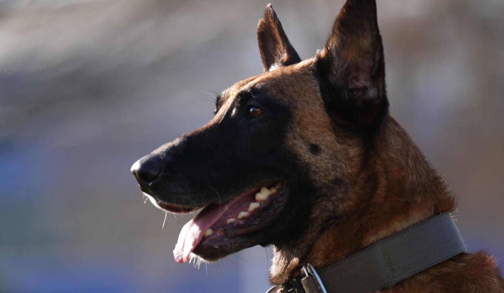A Belgian Malinois