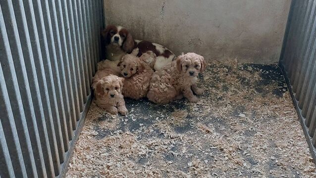 <p>NSPCA chief executive Pat Watt said its inspectors continued to deal with deeply distressing cases of cruelty and neglect every day, reflecting a reality that demands urgent action. File picture</p>