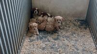 Leading animal charity calls for ban on greyhound racing, fox hunting, and stronger laws on dog breeding